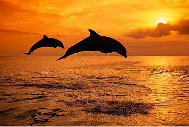 《Goodnight Universe》Steam页面 不支持简中